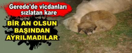 Gerede'de vicdanlar� s�zlatan kare