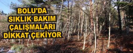 BOLU'DA SIKLIK BAKIM �ALI�MALARI D�KKAT �EK�YOR