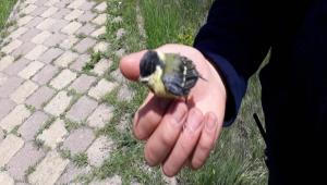 Yavru ku�lar�n imdad�na itfaiye yeti�ti