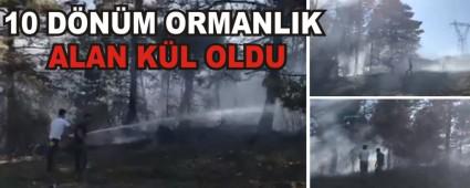 10 D�N�M ORMANLIK ALAN K�L OLDU