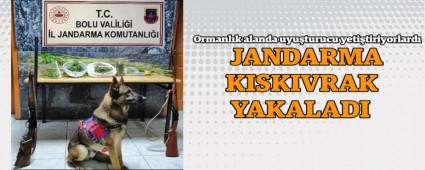 Ormanl�k alanda uyu�turucu yeti�tiriyorlard�