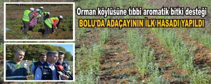 BOLU\'DA ADA�AYININ �LK HASADI YAPILDI