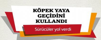 YAYA GE��D�N� KULLANAN K�PE�E S�R�C�LER YOL VERD�