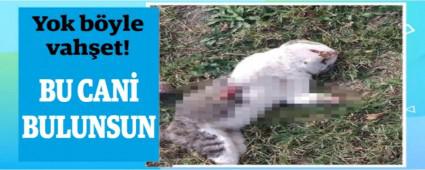 Yok b�yle vah�et! BU CAN� BULUNSUN