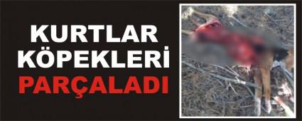 KURTLAR K�PEKLER� PAR�ALADI
