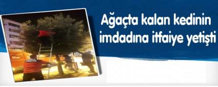 A�a�ta kalan kedinin imdad�na itfaiye yeti�ti