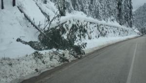 KAR YA�I�I ABANT YOLUNDA A�A�LARI DEV�RD�