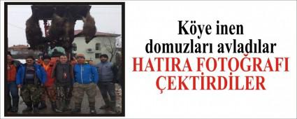 K�ye inen domuzlar� avlad�lar