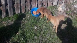 Yeni�a�a, sokak hayvanlar�n� unutmad�