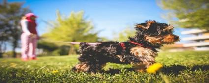 EVC�L HAYVANLARLA TEMASI EN AZA �ND�RMEL�S�N�Z