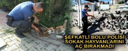 BOLU POL�S� SOKAK HAYVANLARINI BESLED�