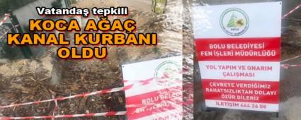 KOCA A�A� KANAL KURBANI OLDU