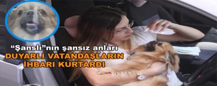 ��ansl��n�n �ans�z anlar�