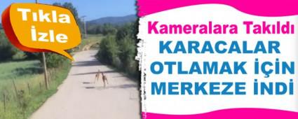 KARACALAR OTLAMAK ���N MERKEZE �ND�