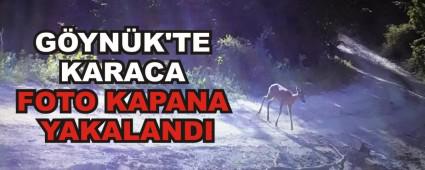 G�YN�K\'TE KARACA FOTO KAPANA YAKALANDI
