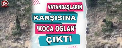 VATANDA�LARIN KAR�ISINA \'KOCA O�LAN\' �IKTI