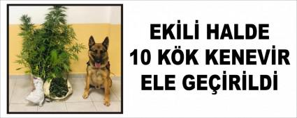 EK�L� HALDE 10 K�K KENEV�R ELE GE��R�LD�