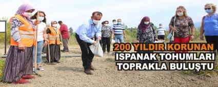 200 YILDIR KORUNAN ISPANAK TOHUMLARI TOPRAKLA BULU�TU