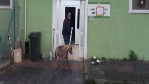 HASTA K�PEK HAYVAN HASTANES�NE BIRAKILDI