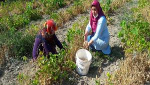 BAKL�YAT K�Y�NDE HASAT BA�LADI