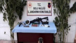 SON 1 AYDA BOLU\'DA 33 K�LO ESRAR, 40 K�K KENEV�R YAKALANDI