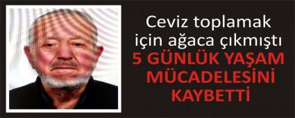 Ceviz toplamak i�in a�aca ��km��t�