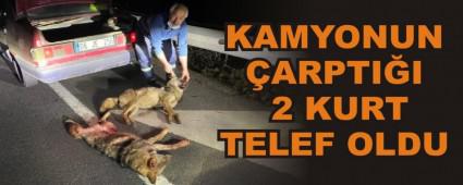 KAMYONUN �ARPTI�I 2 KURT TELEF OLDU