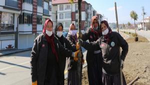 BOLU BELED�YES� Y�ZLERCE A�ACI TOPRAKLA BULU�TURUYOR