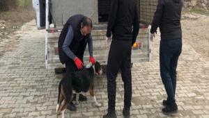 G�YN�K\'TE SOKAK HAYVANLARI A�ILANDI