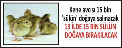 Kene avc�s� 15 bin �s�l�n\' do�aya sal�nacak