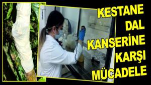 KESTANE DAL KANSER�NE KAR�I M�CADELE