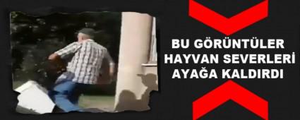 BU G�R�NT�LER HAYVAN SEVERLER� AYA�A KALDIRDI