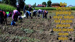 BOLU PATATES�NDE HASAT DEVAM ED�YOR