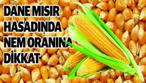 DANE MISIR B�TK�S�NDE HASAT ZAMANI