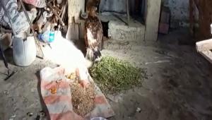 ORMAN K�YL�S� KARTALI YARALI HALDE BIRAKMAYA KIYAMADI