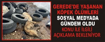 GEREDE\'DE YA�ANAN K�PEK �L�MLER� SOSYAL MEDYADA G�NDEM OLDU