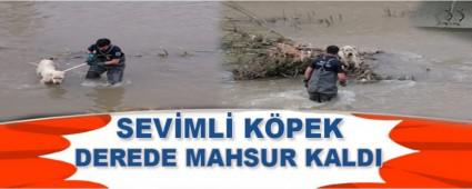 SEV�ML� K�PEK DEREDE  MAHSUR KALDI