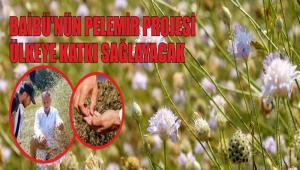 BA�B�\'N�N PELEM�R PROJES� �LKEYE KATKI SA�LAYACAK