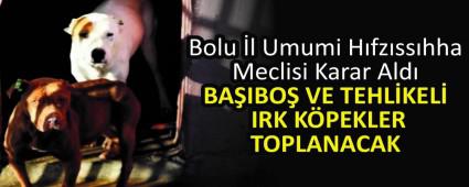 BA�IBO� VE TEHL�KEL� IRK K�PEKLER TOPLANACAK