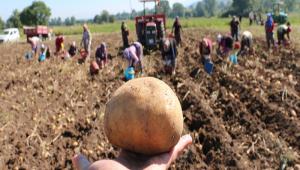 BOLU PATATES�NDE HASAT DEVAM ED�YOR
