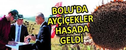 BOLU\'DA AY���EKLER HASADA GELD�