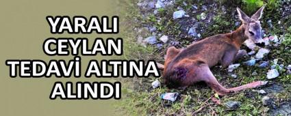 YARALI CEYLAN TEDAV� ALTINA ALINDI