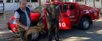 YARALI BULUNAN PUHU KU�U TEDAV� ALTINA ALINDI�