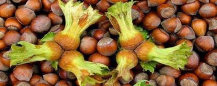 BOLU\'DA 66 B�N TON FINDIK ��LEM G�RD�