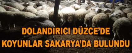 DOLANDIRICI D�ZCE\'DE KOYUNLAR SAKARYA\'DA BULUNDU