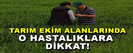 ​TARIM EK�M ALANLARINDA O HASTALIKLARA D�KKAT!