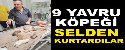 9 YAVRU K�PE�� SELDEN KURTARDILAR