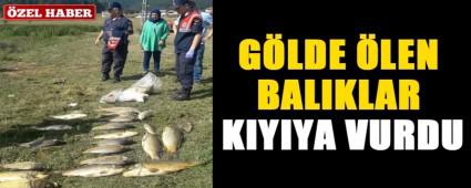 G�LDE �LEN BALIKLAR KIYIYA VURDU