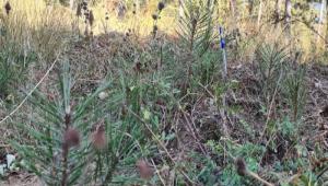ALADA� ORMANLARINDA GEN�LE�T�RME �ALI�MALARI MEYVELER�N� VERMEYE BA�LADI