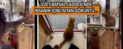 BOLU TRAMVAYINDA B�R KED�...